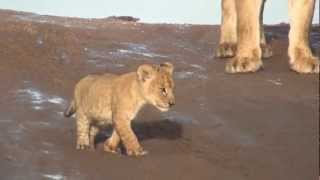 Lion Cubs Growling in the Serengeti [upl. by Weiner]