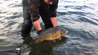 lords ground carp syndicate carp stocking fishing lilyfisheriescouk [upl. by Adym450]