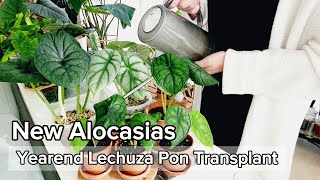 New Alocasias for the Yearend  DIY Semihydro Pots  Lechuza Pon Transplants [upl. by Casteel]