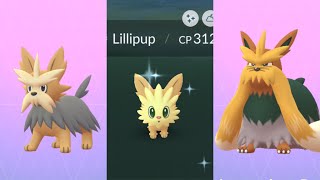 CATCHIG SHINY LILLIPUP IN POKEMON GO Shiny Herdier and Shiny Stoutland Evolutions [upl. by Aleece227]