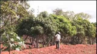 Rain runoff water harvesting [upl. by Bunting]