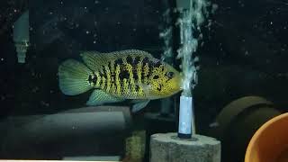 One of my favorites Parachromis Multifasciatus Cichlids [upl. by Aime414]