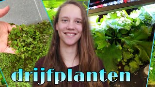 Alles over drijfplanten in het aquarium Nickey [upl. by Idhem]