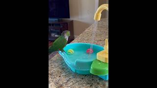 Cute conure parrot playing in her new bath with fountain  Part 1 [upl. by Enneire565]