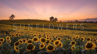 Kansas Sunflower Fields  Grinter Farm  Aerial amp Timelapse [upl. by Atnoek726]