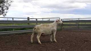 LOT 84  WHITE DORPER RAM 221885 [upl. by Bink199]