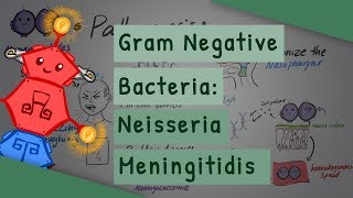 Gram Negative Bacteria Neisseria meningitidis [upl. by Clynes]