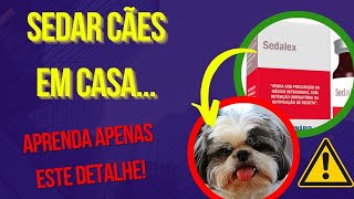 SEDATIVO PARA CÃES CALMANTE PARA VIAJAR COM CACHORRO COMO DEIXAR CACHORRO QUIETO COM Acepran Gotas [upl. by Amor82]