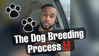 The Dog Breeding Process Explained [upl. by Estes]