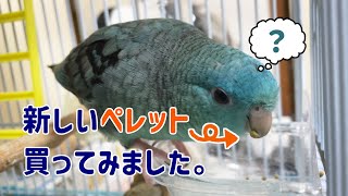 うちのサザナミインコに新しいペレットを買いました [upl. by Miguel]