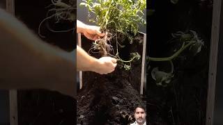 Potato growing underground garden trending gardening plants tree shorts usa [upl. by Krongold]