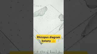 Rhizopus diagram important biology structure youtubeshorts biology botany imp 💯💯🤗🤗❤️❤️ [upl. by Sacci]