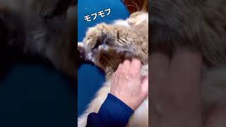 【Persian Cat Chelsea 猫のチェルシー】 モフモフ [upl. by Venus]