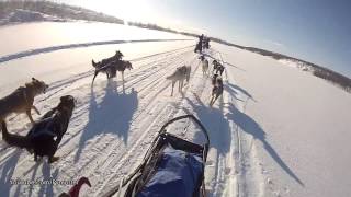 Dog Sledding in the Arctic [upl. by Khoury568]