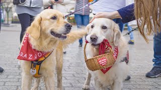 Golden Retrievery  Kraków Rynek Główny  32 Finał WOŚP 2024 4K [upl. by Yanarp]