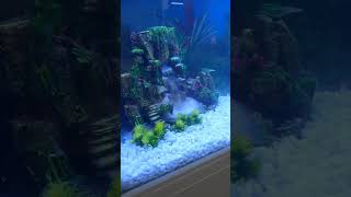 Waterfall Fishtank odeonaquarium  Falcon Aquarium services [upl. by Hindorff643]