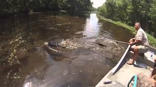 New Orleans Airboat Swamp Tour [upl. by Aynam]