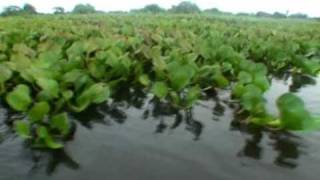 Pantanal Matogrossense [upl. by Lotta]