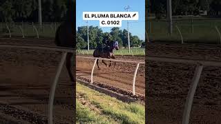 El Pluma Blanca C 0102ðŸŽðŸ† [upl. by Hamish]