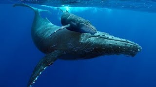 Whale Sounds deep underwater [upl. by Emyle]