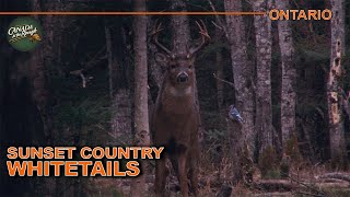 Big Deer in the Big Timber of Ontario  Canada in the Rough [upl. by Jochbed]