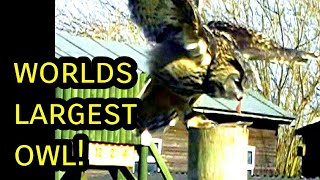 What is an Eagle Owl  The Worlds Biggest Owl is the Eurasian Eagle Owl eagleowl owls [upl. by Nim92]