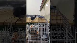 Pigeon 😱pigeon kabootar youtubeshorts shortsfeed ytshorts trending [upl. by Ailesor]