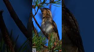 Eurasian wryneck beautiful singing bird Vendehals sang nature Wendehals Gesang shorts coolpix p1000 [upl. by Dlaniger]