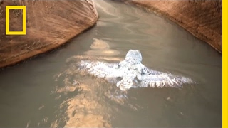 Watch Owl Swims for Its Life in Rare Video  National Geographic [upl. by Ardnosal145]