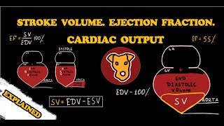 STROKE VOLUME EJECTION FRACTION CARDIAC OUTPUT [upl. by Ardith259]