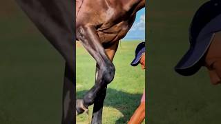 you need to know the important body areas to treat horsescowboy rek horse kopkari [upl. by Itsyrc716]