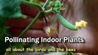 How to Hand Pollinate Indoor Plants [upl. by Erinna]