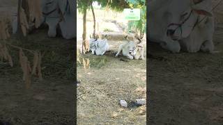 Beautiful pair of bull myna birds bull Ox pakistanidrama sindhi amanullahjamali animals [upl. by Yelnahs]