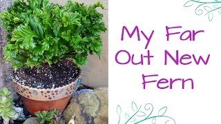 My Far Out New Fern A Crested Japanese Birds Nest Fern [upl. by Muna]