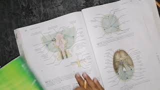 Meninges Dura matter part 2 divisions nerves artries quick review neuroanatomy [upl. by Lemrac]