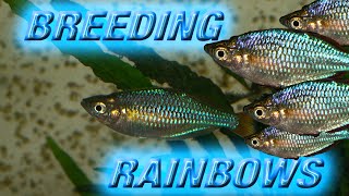 BREEDING DWARF NEON RAINBOWS Praecox [upl. by Ecnav]