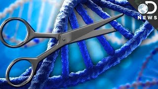 What is CRISPR amp How Could It Edit Your DNA [upl. by Edison]