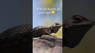 Why do lizards do push ups What to know about Arizona geckos [upl. by Toulon]