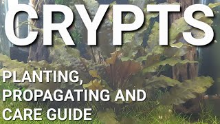 How To Prepare Propagate and Plant Your Cryptocoryne [upl. by Ansev]