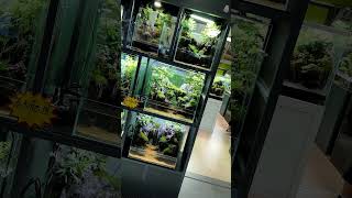 Nature Style Paludarium protips aquascape aquarium [upl. by Neelyad200]