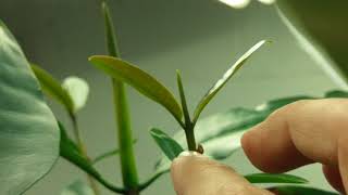 Growth process of a red mangrove in a fresh water aquarium [upl. by Randal]