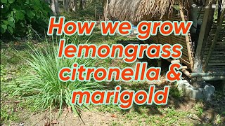 How we grow lemongrass tanglad citronella and marigold farm philippines maviointegratedfarm [upl. by Koller332]