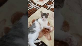 hearts on paws cat heart catlover pets cute foryou funnyvideo kitten f funny animals [upl. by Deva]