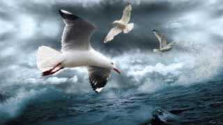 Albatross  Fleetwood Mac HD [upl. by Ainslie]