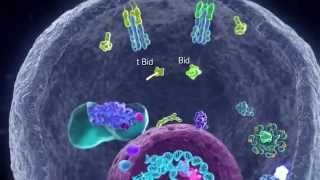 Apoptotic Pathways [upl. by Crisey]