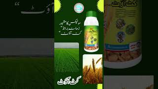 Solex cutout weedicide Weedicides in Punjab Weedicides in Pakistan Solex chemicals multan Weeds [upl. by Neyr]