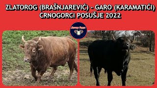 ZLATOROG BRAŠNJAREVIĆ  GARO KARAMATIĆI CRNOGORCI POSUŠJE 2022 KORIDA [upl. by Lassiter]