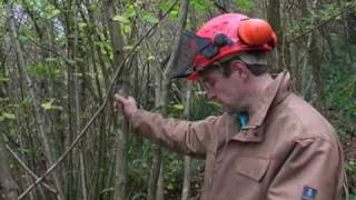 Coppicing Hazel woodland at Slapton Ley NNR to aid the Dormice population [upl. by Wesley697]