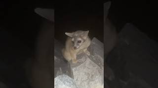 Found a ringtail cat in Phoenix arizona ringtailcat [upl. by Dalton]