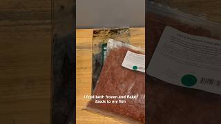 Are Fish Flakes and Pellets Better Than Frozen Foods fishcare fishtank fishfeeding aquariumcare [upl. by Ling]